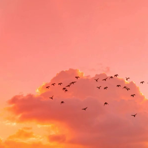 爱情岛永久地址www成人
